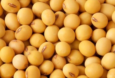Soya grano